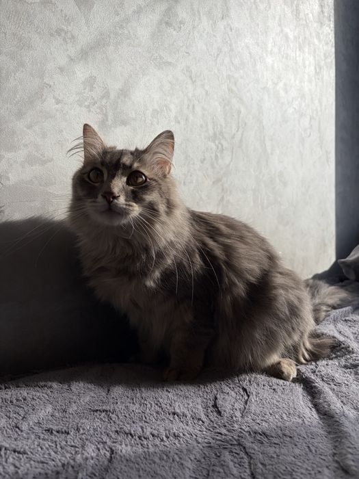 Кот в добрые руки