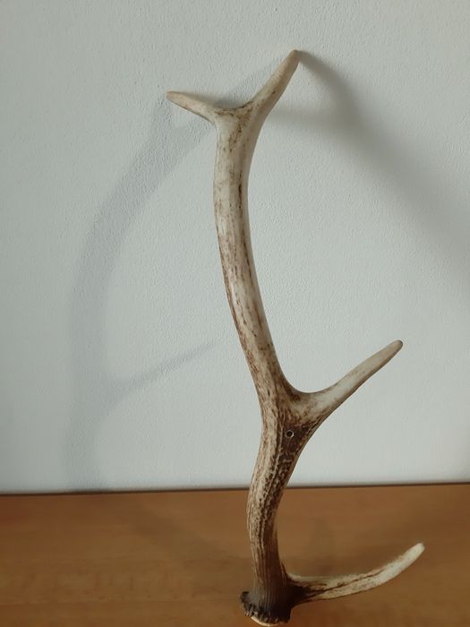 Еленови рога - различни размери