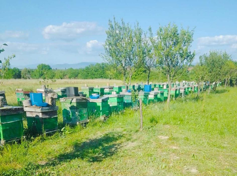 Vând 5 familii albine