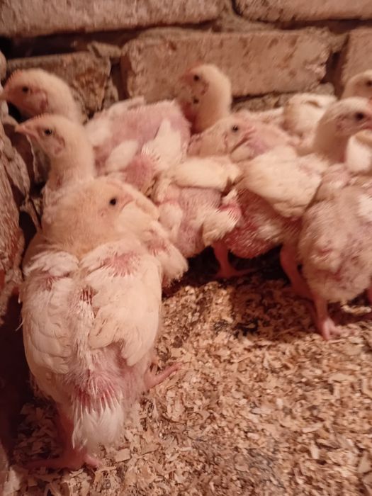 Продаётся цыплят бройлеры