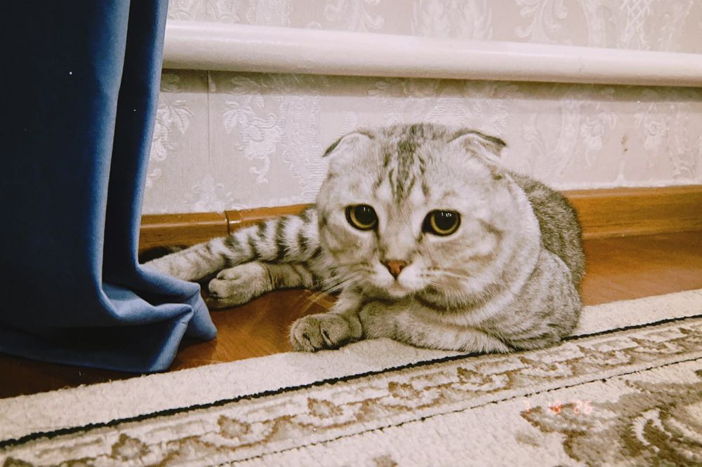 Кот породистый.Срочно