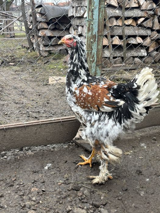 Cocosi brahma de vanzare