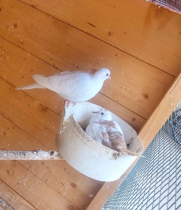 Vand sau schimb turturele