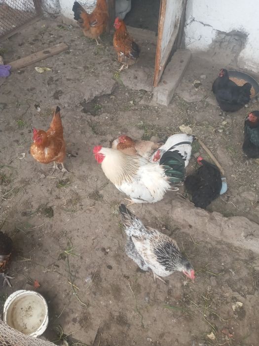 Продам циплят разных парод