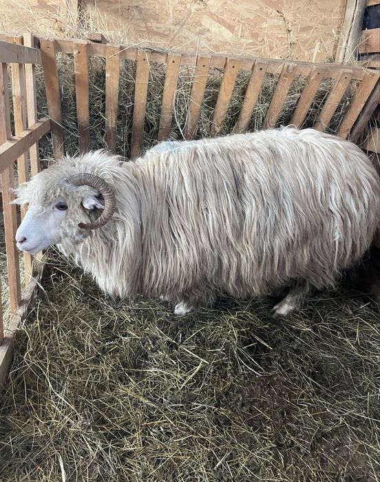 Oaie bela de vanzare