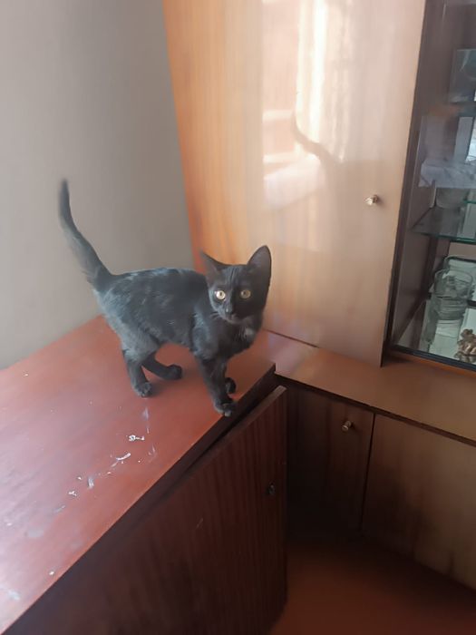 Отдам котенка  в добрые руки