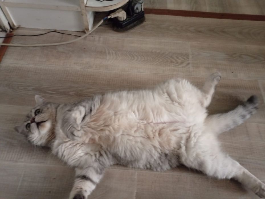 Кошка девушка злой чуть -чут