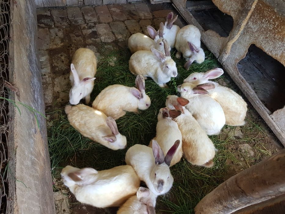 Кролики на продажу