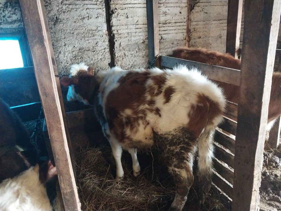 Продам тёлочек..