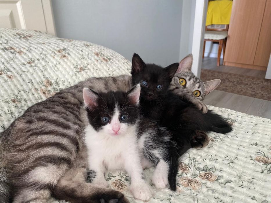 Отдам котенка , девочка