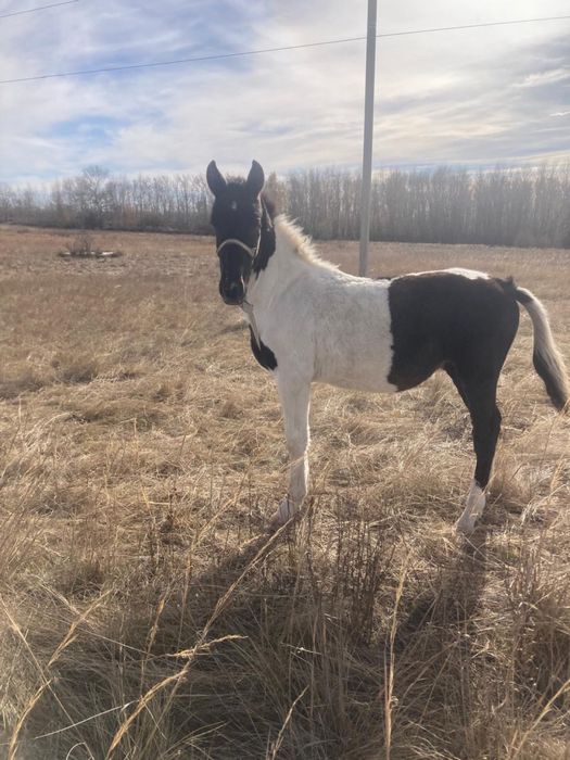 Жабағы  сатылады