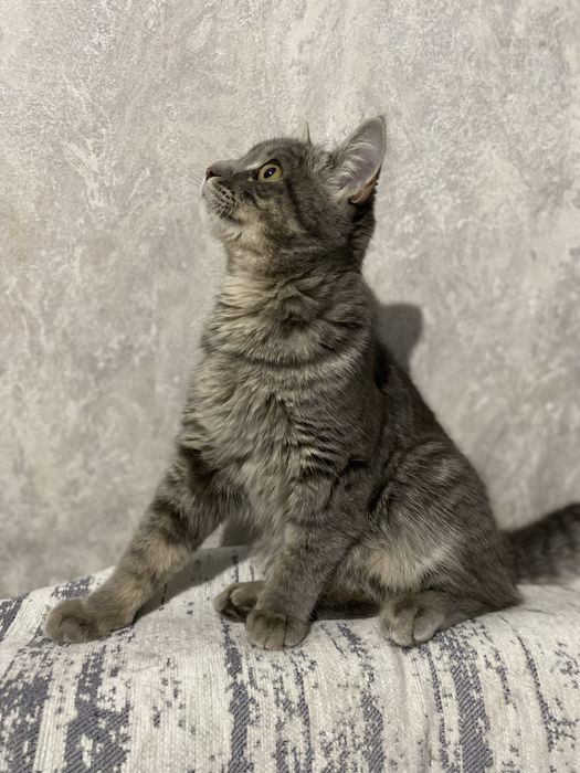 Отдам кошку в добрые руки !