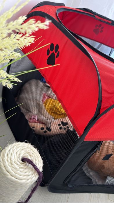 URGENT !! Doua cateluse superbe cauta o casa . ADOPTIE!!
