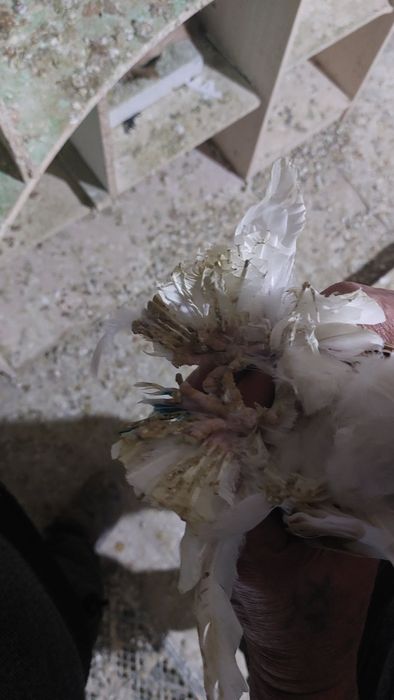 Голуби Тасман самка кептер