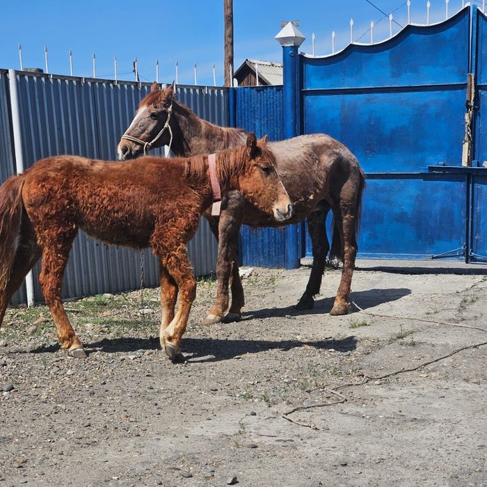 Продам кобылу с жеребенком