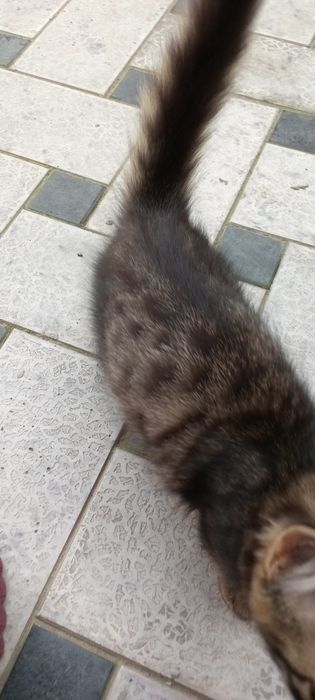 Домашний котёнок