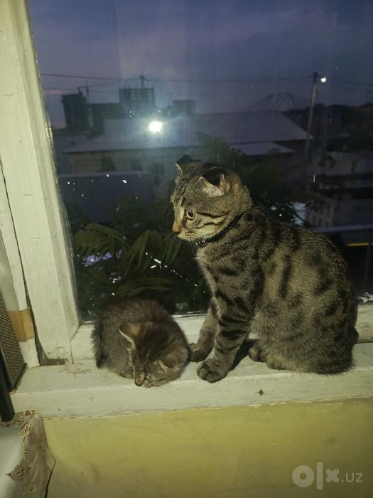 Отдам котенка в хорошие руки