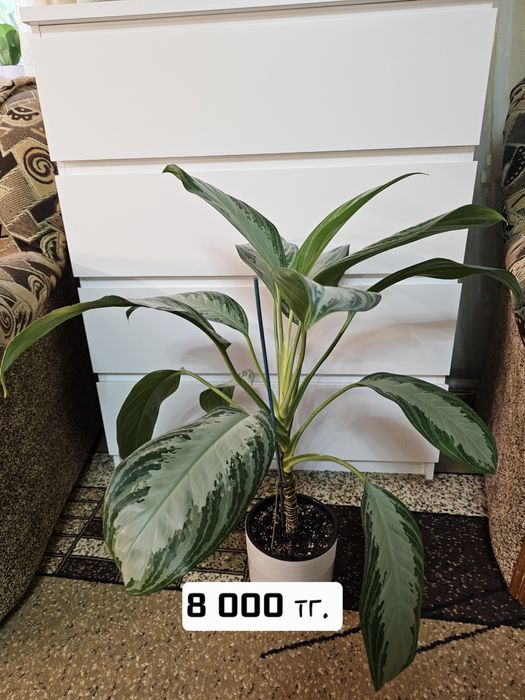 Продам комнатные растения.