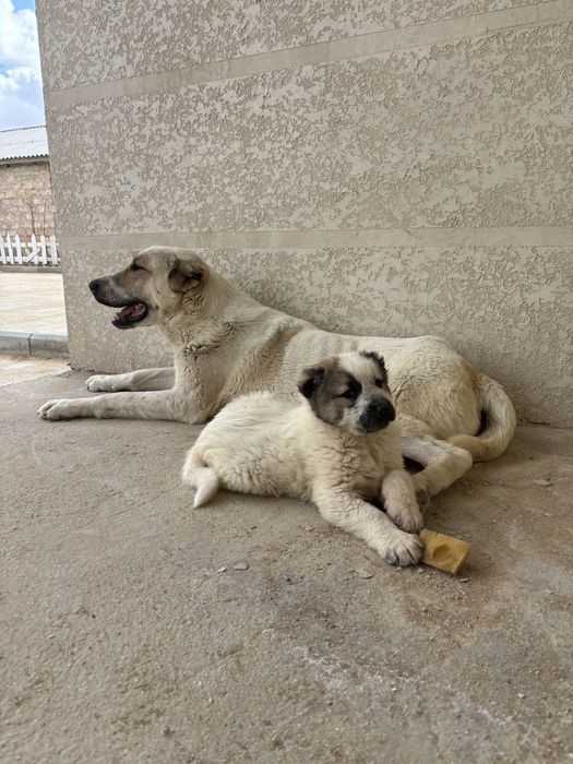 Продается щенок Алабая