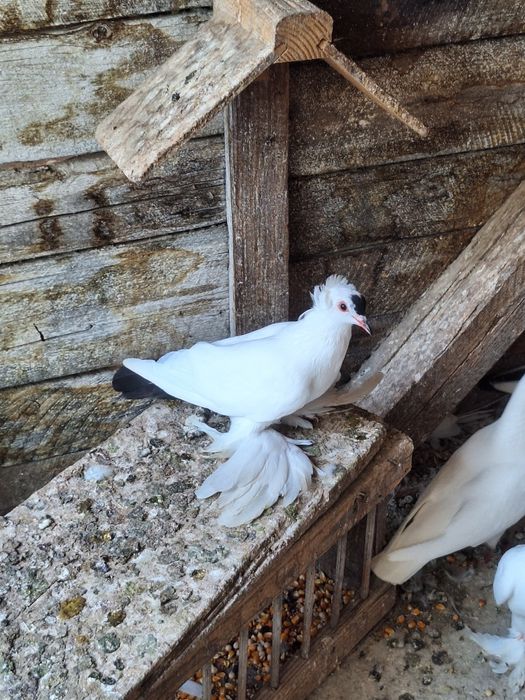 Rândunele de Saxonia 2025