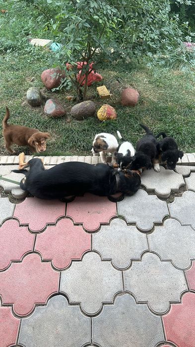 Щенки 2х месячные