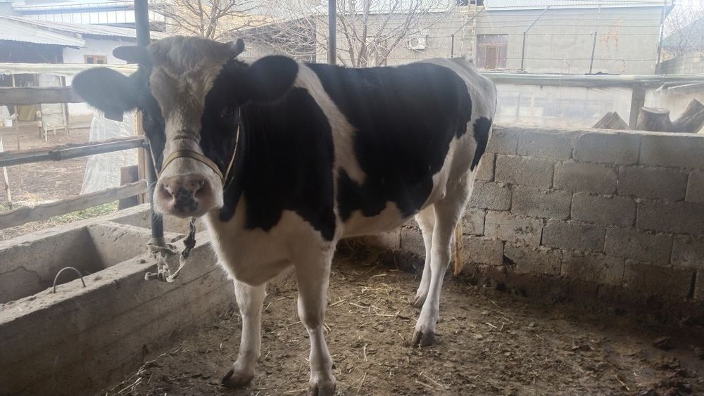 Парода Галштейн Сиыр сатлады