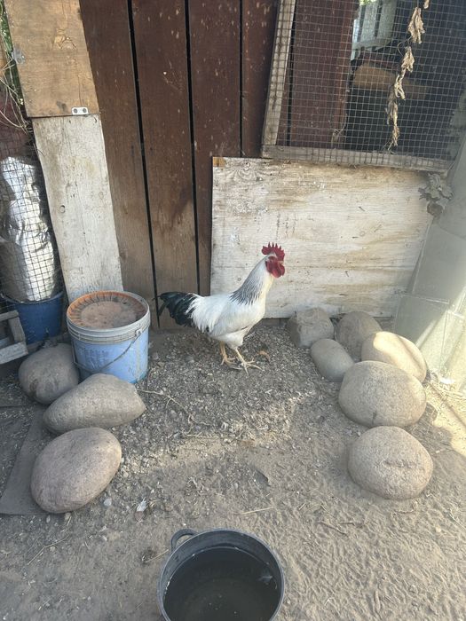 Продам домашних петушков