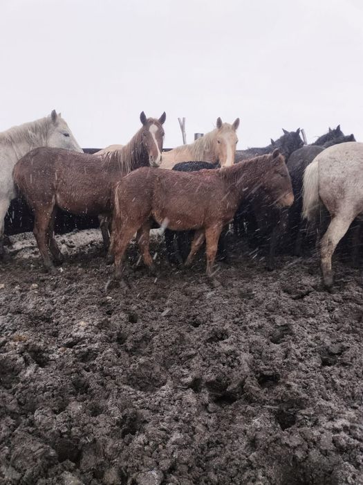 Продам жеребенка мальчик