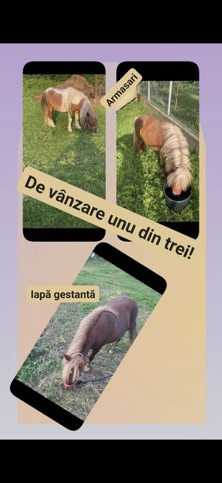 Se vinde un ponei din 3