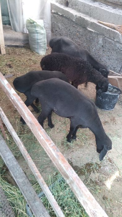 Hisori qoʻylar 3 moda 1 tagal sotiladi