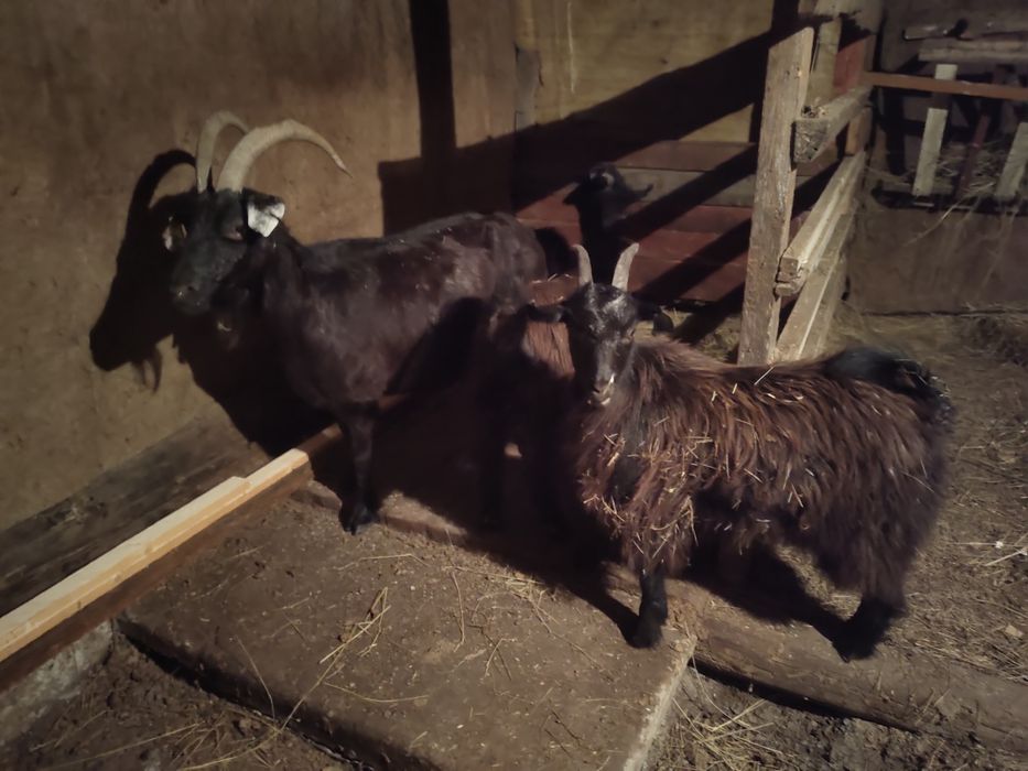 Продам коз срочно