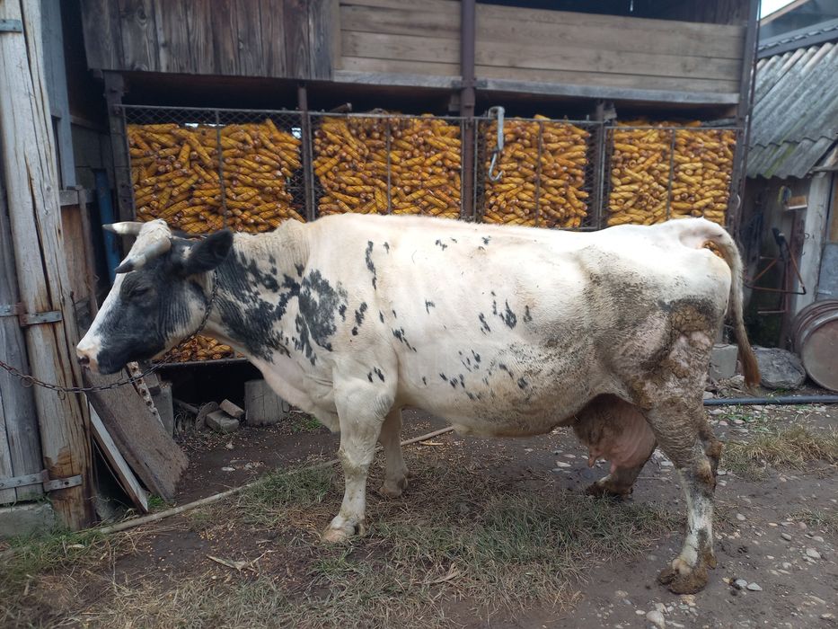 Vaca metis Blue Belgian