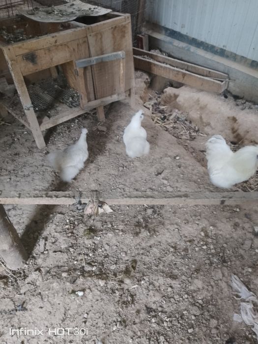 Tovuqlar sotiladi