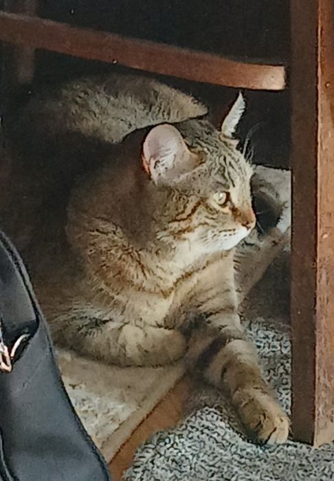 Кошка бесплатно.