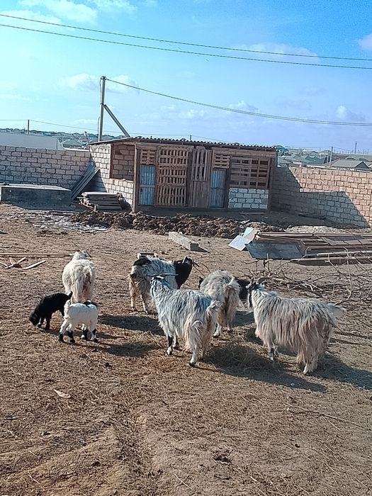 Лақты ешкі сатылады