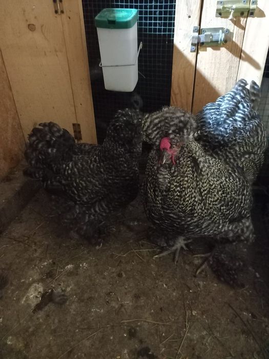 Pereche moțate pitice