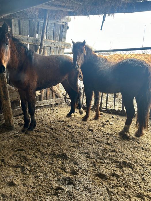 Продаю лошедей на откорме