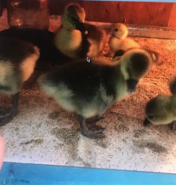 Гусята домашние гуси гусята