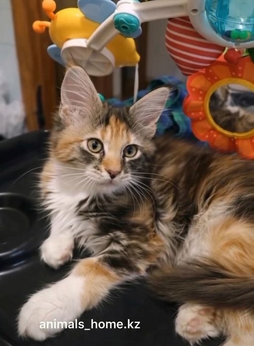 Мейн кун котенок
