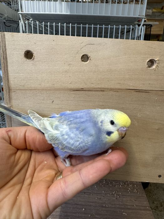 Vand papagali perusi, nimfe, rosella, agapornis, kakariki si zebre