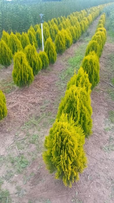 Vând plante ornamentale diferite specii și dimensiuni