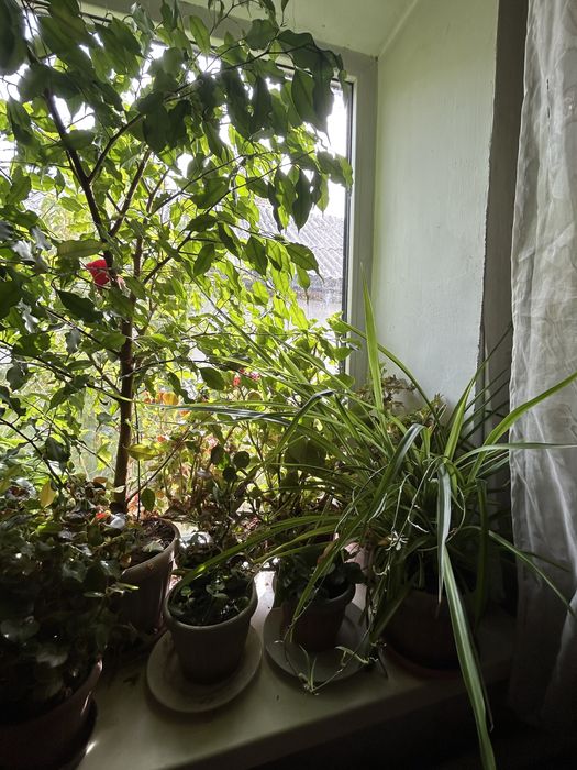 Комнатные растения