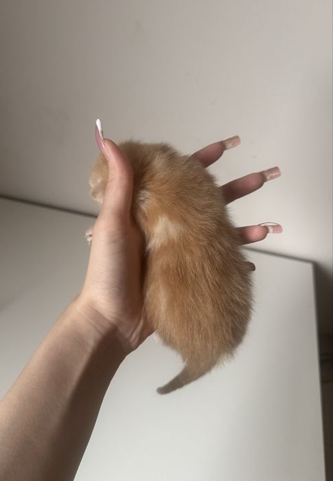 Продается котята