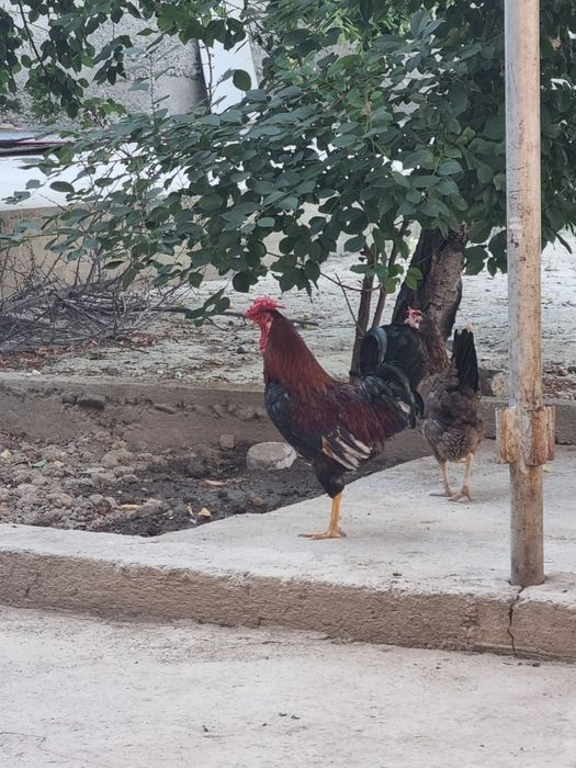 Tuxum  yaxshi  uruglangan tovuqlar tuxumi