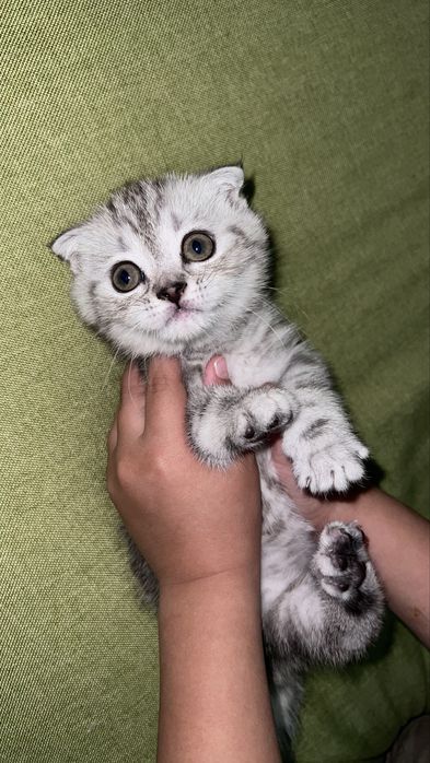 Котенок вислоухий