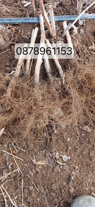 Расзад малини и ягоди