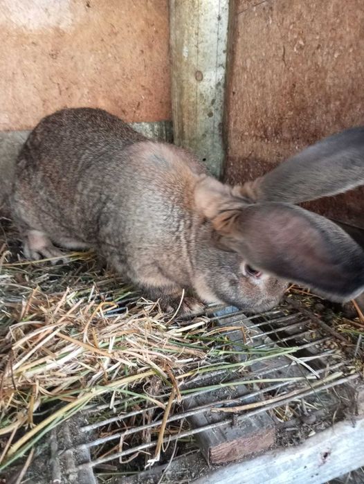 Продам крола и кролиху