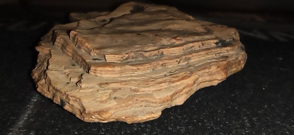 Уникальные фрагменты окаменевшего дерева эпохи динозавров.