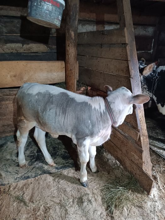 Vând vaca  cu vitel mai multe detalii la telefon