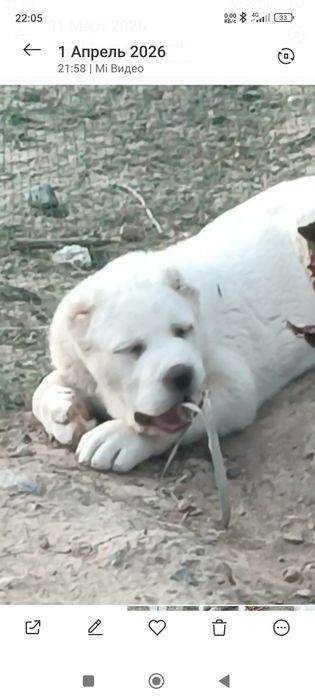 Алабай девочка .